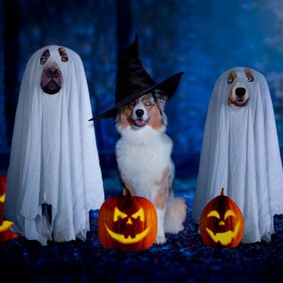 Halloween Ghost Pet Cloak Grab Attention Dog Cosplay Costume Comfortable To Wear Halloween Ghost Pet Cloak for Parties Photo