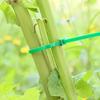100 Stück Strapazierfähiges Pflanzen-Grün-Stütz-Befestigungskabel, Geeignet für Topfpflanzen und Gartengestaltung