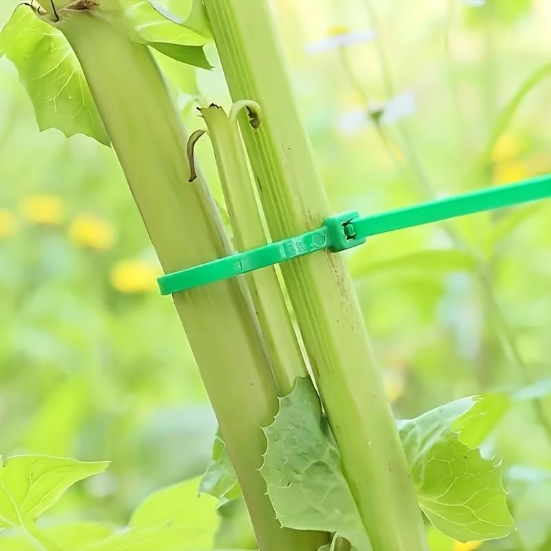 100 Stück Strapazierfähiges Pflanzen-Grün-Stütz-Befestigungskabel, Geeignet für Topfpflanzen und Gartengestaltung