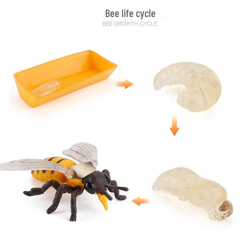 Animal Growth Cycle Models: Chicken, Duck, Goose, Butterfly, Turtle, Frog Montessori Teaching Figurines