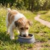 Prevent Overflow Silicone Pet Bowl Hanging Pet Food Dish Pet Water Bowl  Pet Feeding Supplies
