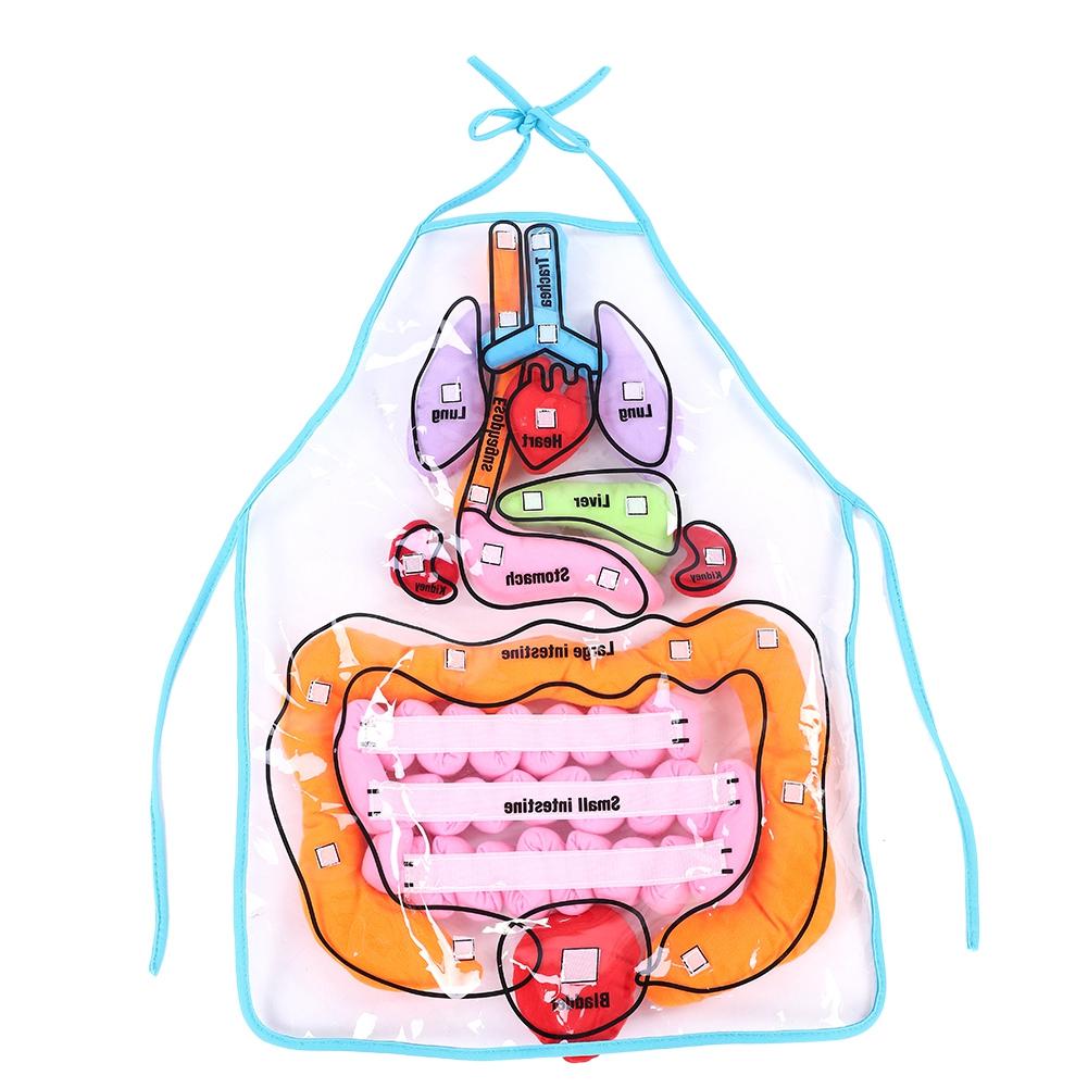 Kids Viscera Teaching Utensil Children Educational Development Organ Apron Toy