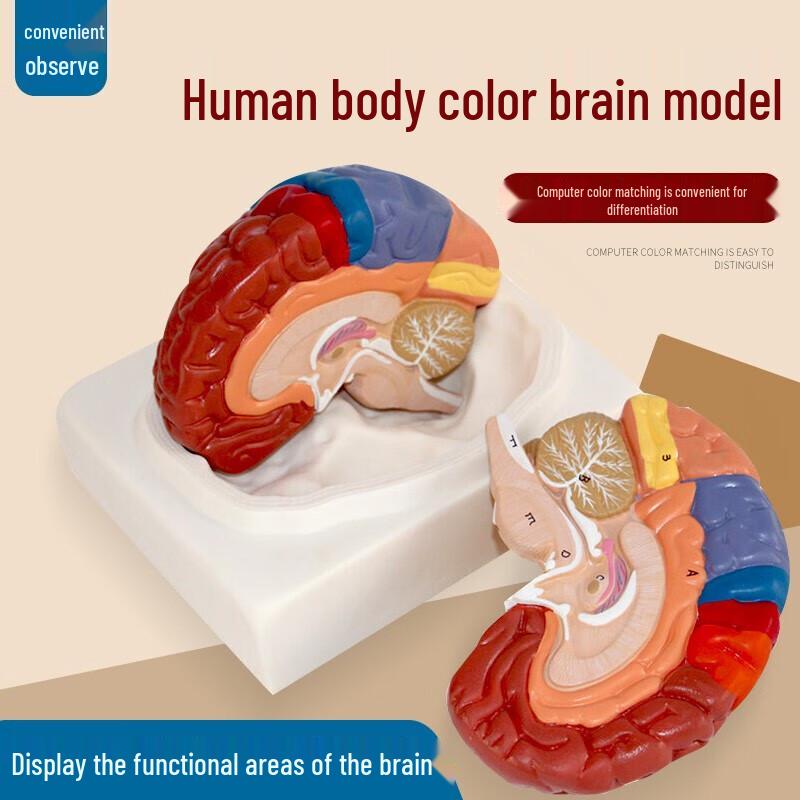 1:1 Color-Coded Human Brain Anatomy Model