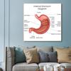 Human Organs Brain Liver Heart Anatomy Poster Print Canvas Painting Human Body Map Medical Classroom Office Room Home Decoration
