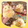 Taba Squishy Toy Mochi Toy Silikonová fuzzy Roztomilý Křeček Ručně vyráběná Squishy Toy Tabby Křeček Uvolňovač stresu Ruční relaxační hračky
