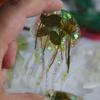 Professional Grade Silicone Jellyfish Pendant Mold For Long Lasting Use In DIY Artisanal Jewelry Production