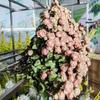 Yunnan Multi-head Rose Dried Flowers Epoxy Photography Props Rose Bouquet