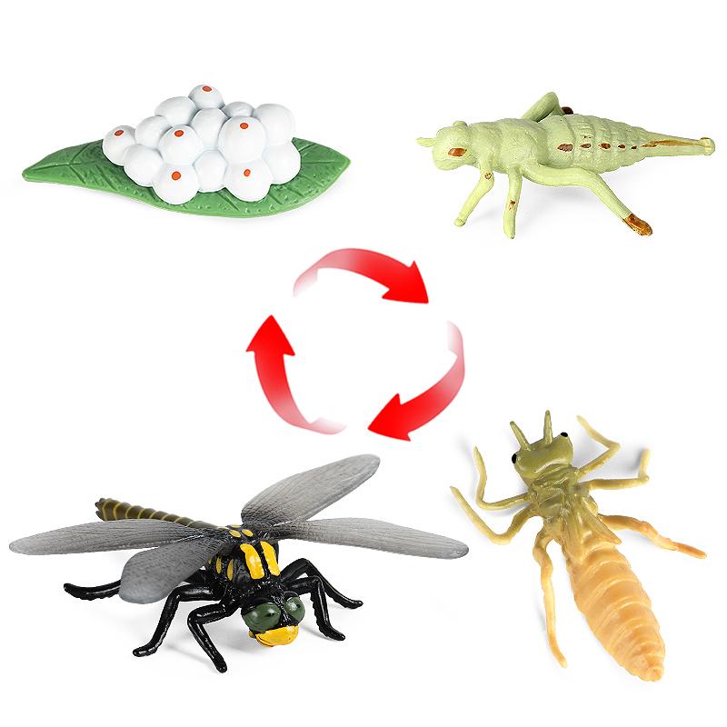 Oenux Simulation Luna Moth Salmon Butterfly Ants Life Growth Cycle Animals Model Action Figures Educational Miniature Kids Toy