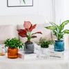 Eleganckie Półprzezroczyste Hydroponiczne Doniczki Ogrodowe z Efektywną Kontrolą Wilgoci Odpowiednie dla Sukulentów Bonsai