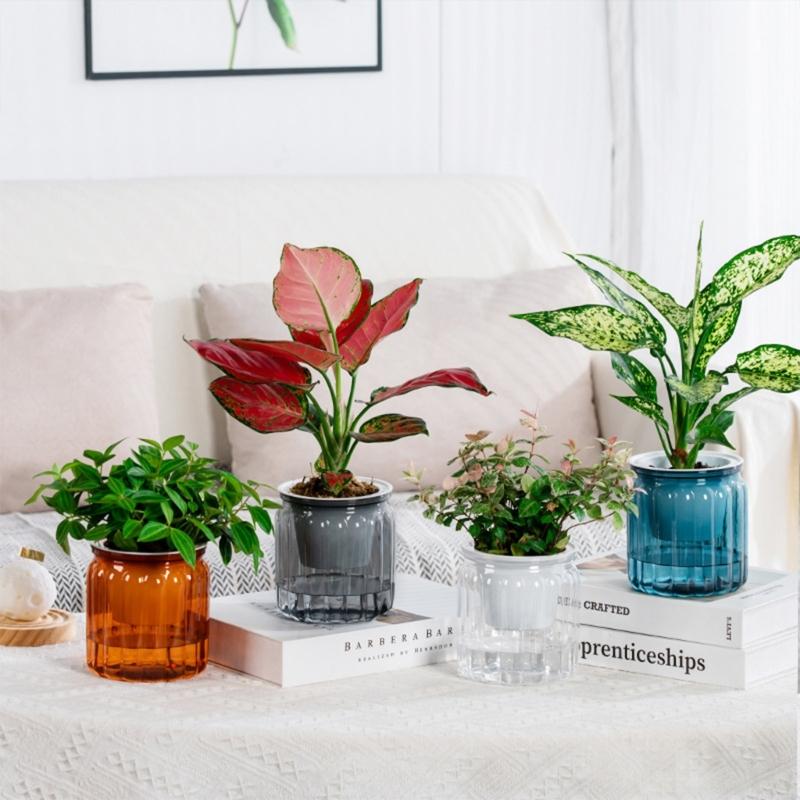 Eleganckie Półprzezroczyste Hydroponiczne Doniczki Ogrodowe z Efektywną Kontrolą Wilgoci Odpowiednie dla Sukulentów Bonsai