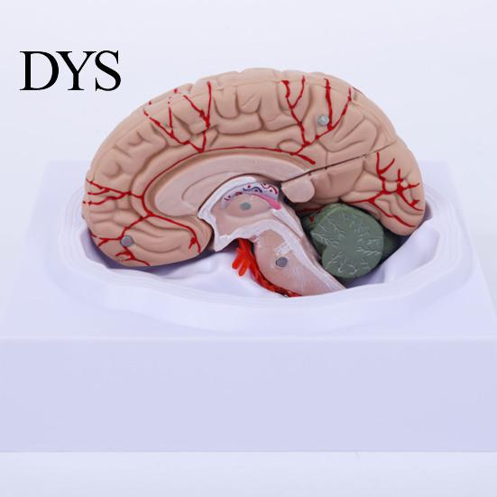 Modello Umano Cerebrale Accurato Simulazione 8 Parti PVC Dimensione Naturale Strumento Didattico di Anatomia per Aula