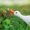 4 Pieces Funny Duck Statues Fairy Figurines, Decor Sculptures for Pond Backyard Outdoor Indoor