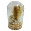 Q-FLA Dried Flower Dome Arrangement, White, Perfect for Gifts and Celebrations, 813566