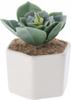 Artificial Succulent Plant In a Pot 6.5 X 10 Cm