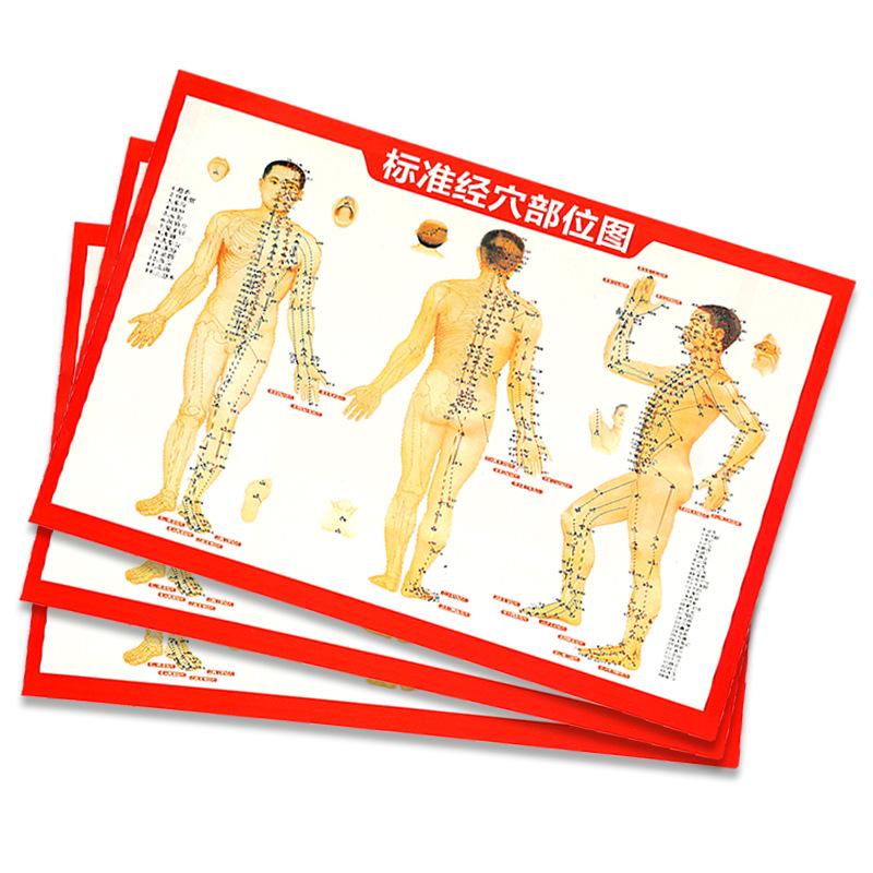 Double-Sided Human Body Meridian Chart with Acupuncture, Acupressure, and Moxibustion Reference, Featuring Illustrations.