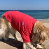 BARKDOG Vivid Span T-shirt
