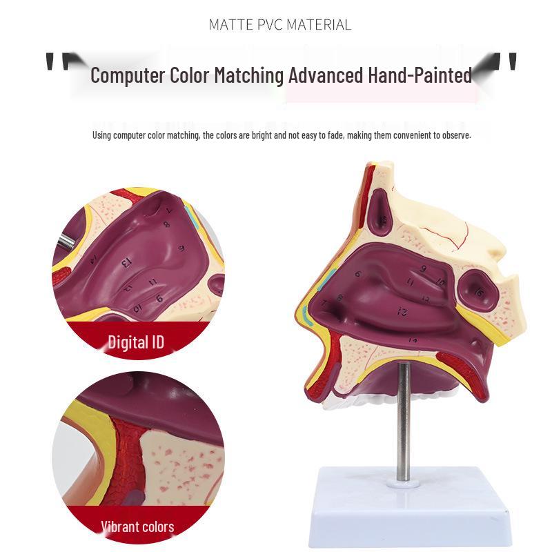 ENT Five Senses Anatomical Model of Human Nasal Cavity, Pharynx, and Mouth