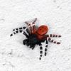Simulation Insect Model Figures Spider Bee Plastic Kids Education Toy Cicada Coccinella Septempunctata Animals Model Set