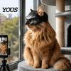 Driedimensionaal Kattenmasker Vleermuismasker, Grappige Helm, Hoed Cosplay Kostuum, Verstelbaar Huisdier voor Klein Accessoire Halloweenfeest Fotorekwisieten, Lichtgewicht