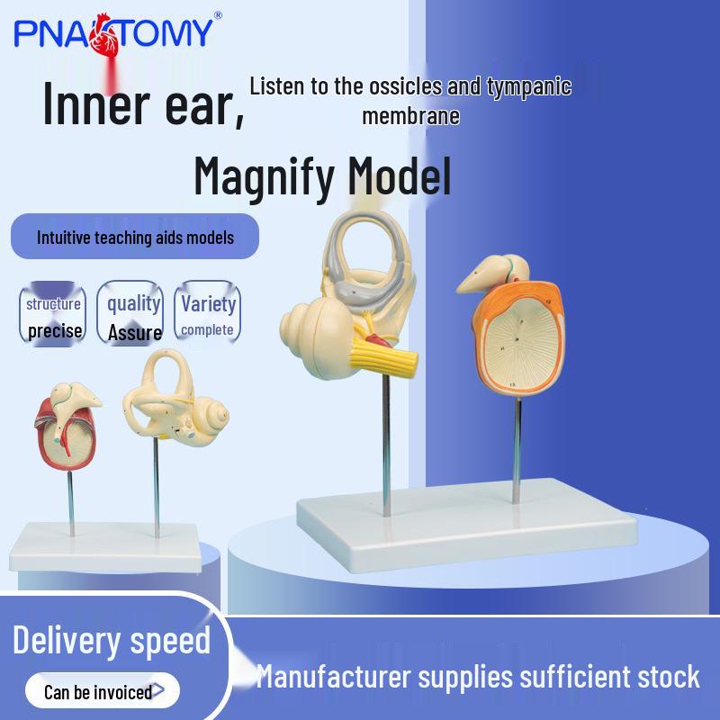 PNT-0672 Inner Ear Ossicles & Tympanic Membrane Model for ENT Teaching & Physician Communication 1:1