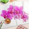 Dekoracyjne Deski Szkło Hartowane Do Krojenia Różowa Orchidea 2X40X52 Cm