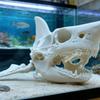 3D Printing Shark Skull Skeleton Cosplay Props Aquarium Ornaments Fish Tanks, Reptiles Fish Tank Landscapes Fish Shrimp Shelter