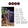 Funghi di Albero del Tè Essiccati Agrocybe Aegerita Tè Energetico Naturale 100g
