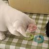 Cat Self-Playing Toy. Donut-Shaped Cat Soft Tube with Bell Sound, Bouncing Spring Cat Toy, Without Battery