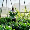 Garden Insect Netting Vegetable Garden: 1.2 x 5 m Fine Mesh Protection for Leeks Fruit Tree Gardening Plant Veil White