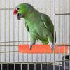 Bird Standing Stick Parrot Frosted Perch Stand For Cage Claw Sharpening Cage Perch Toy Bird Claw Sharpener 20cm