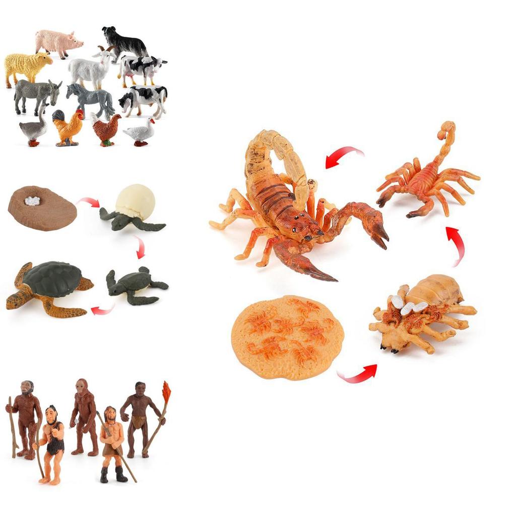 Enchanting Simulation Solid Turtle Chick Frog Animal Growth Cycle Montessori Teaching Aids For Unique Gifts And Decorative Accents