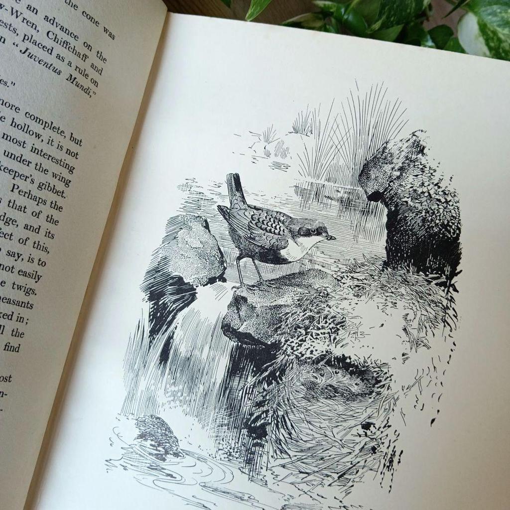 [USED] Western book, old book, first edition 1923, rare, beautiful bird encyclopedia, antique, historic encyclopedia, art book