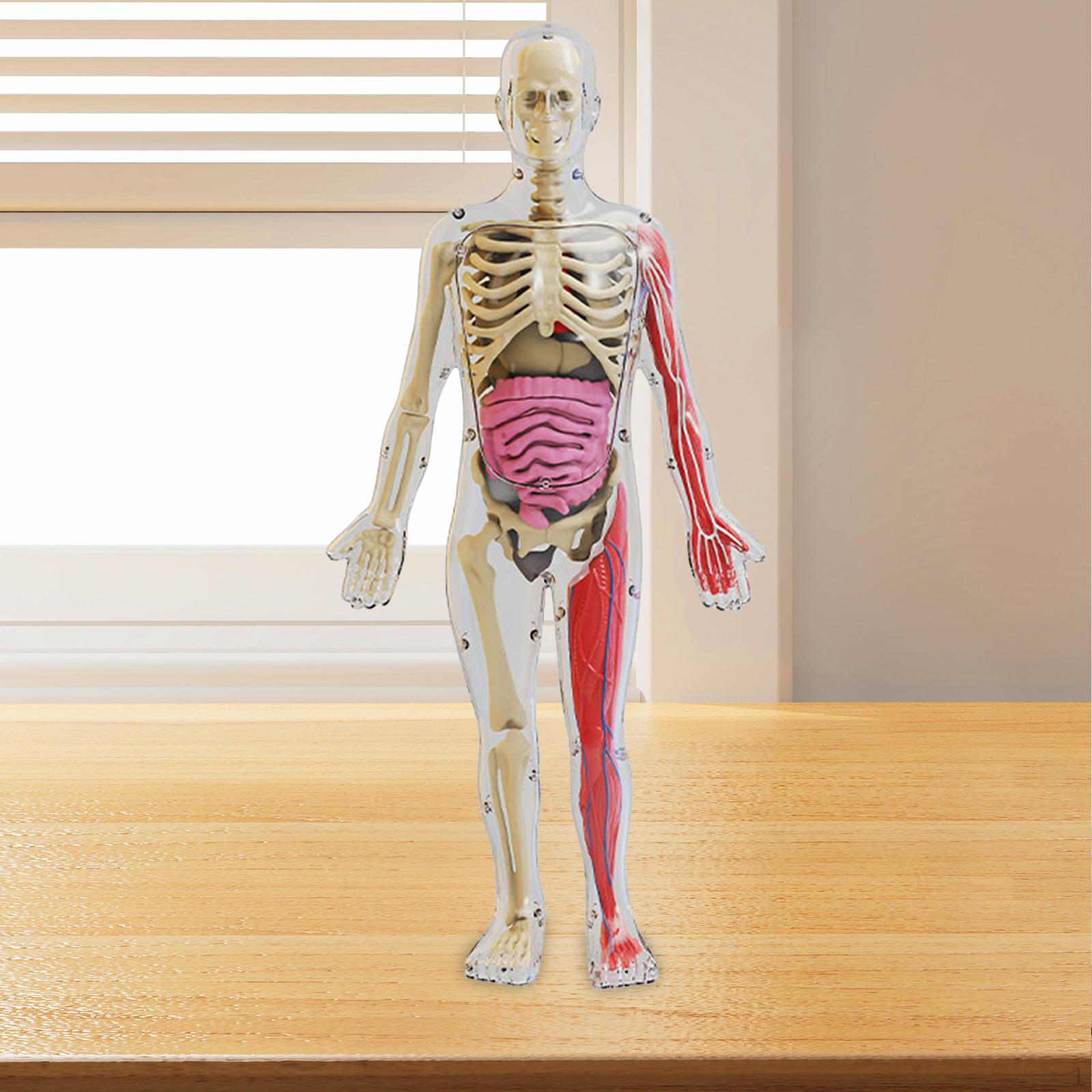 

Human Body Model Toy Teaching Material Montessori Play Set that Glows in The Dark for