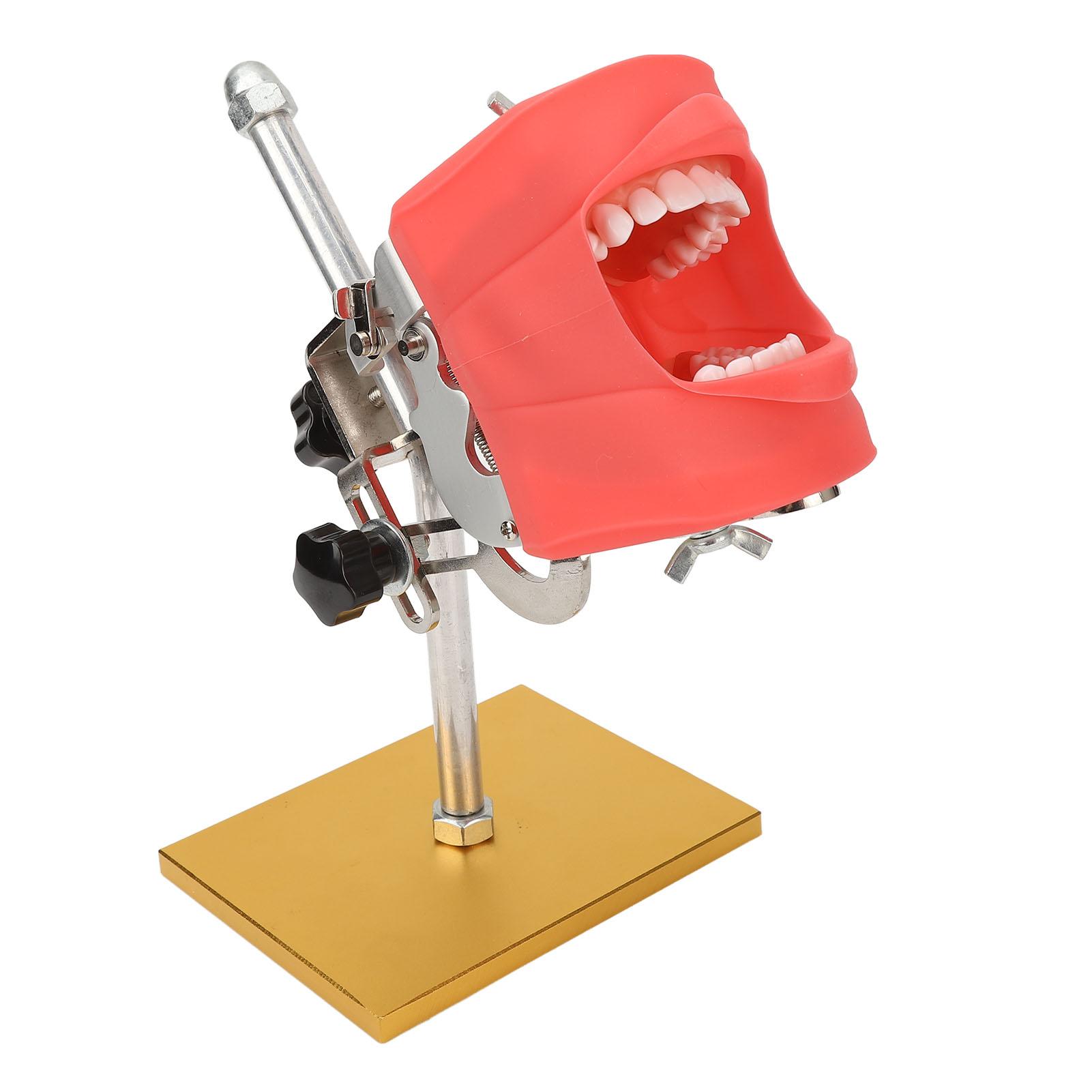 

Стоматологическая обучающая модель зубов из нержавеющей стали, демонстрационный кронштейн для демонстрации модели зубов