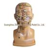 High-Definition Acupuncture Engraved Head Model with Full Facial Acupoints for Human Body Massage Chart