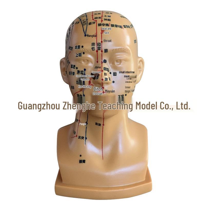 High-Definition Acupuncture Engraved Head Model with Full Facial Acupoints for Human Body Massage Chart