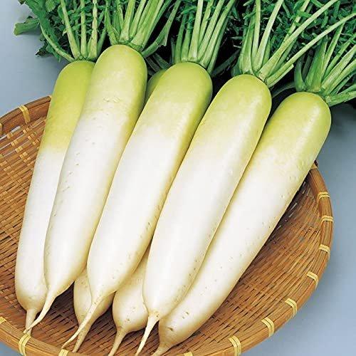 Sakata Seed 'Fuyujiman' Semena zimní bílé ředkve, Prémiová japonská zelenina pro lahodné podzimní/zimní sklizně