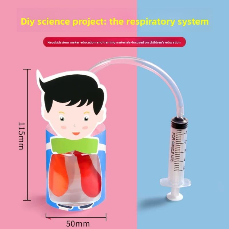 Kids Diy Physiology Model Of Lung Movement For Science Education And Handson Learning