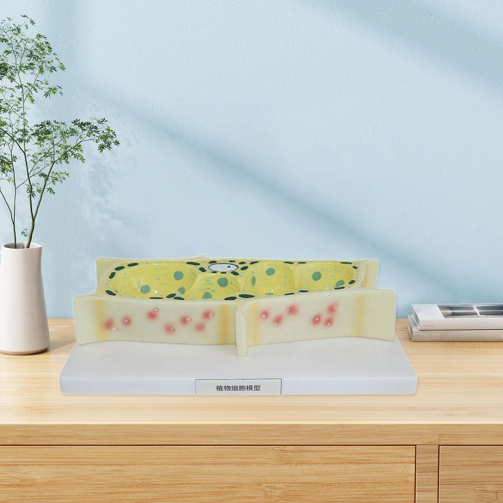 

Plant Cell Model,Biology Model,Educational for Ages 6 7 8 9 10,Life Science Toy