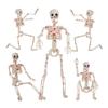 40CM Halloween Humanoid Skeleton Skeleton Skeleton Joint Movable Creative Ornaments