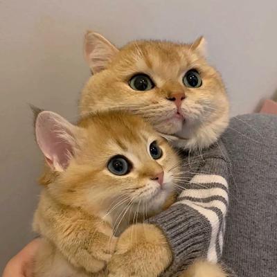 Kedi Süveteri Sonbahar ve Kış Sıcak Teddy Bichon Poodle Kedi Kedi Pomeranian Schnauzer Küçük Köpek Giysileri