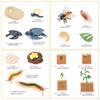 The World of Nature with Interactive STEM Toy Set