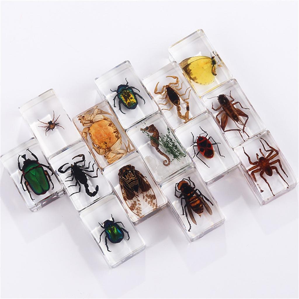 Resin Insect Specimen Block – Real In Clear Epoxy For Science, Education, And Home Décor