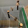 Parrot Wooden Perch Stand Hanging Climbing Hammock Swing Standing Training Toys Cage Accessories