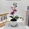 Simulated Sand Phalaenopsis Bonsai Green Plants For Home Wedding Decoration