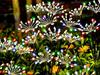 Garden Lamp 2 Pcs Flower 70Cm (60)
