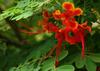 SAFLAX Mexican Bird Of Paradise - 10 Seeds - Caesalpinia Pulcherrima