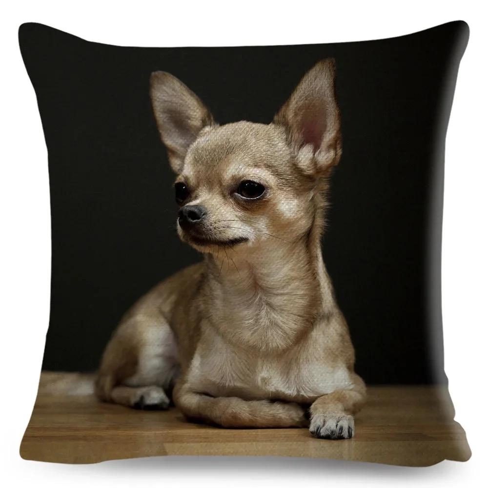 Capa de Almofada Chihuahua Cãozinho Fofo Decoração Capa de Almofada Animal de Estimação Adorável Poliéster Capa de Almofada de Lançar para Sofá Casa Carro ,(2)