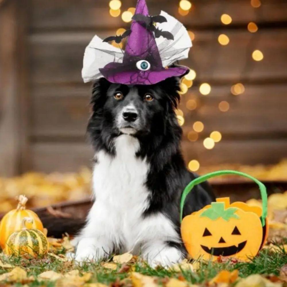 Decorative Pet Witch Hat Stripe Dog Bat Hat Pet Accessories Cat Cosplay Hat  for Photograph