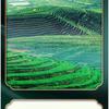 CHINA TEA Black Tea No.1 Yunnan FengQing Dianhong Dian Hong Tea 300g